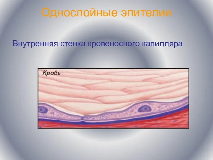 Однослойные эпителии Внутренняя стенка кровеносного капилляра