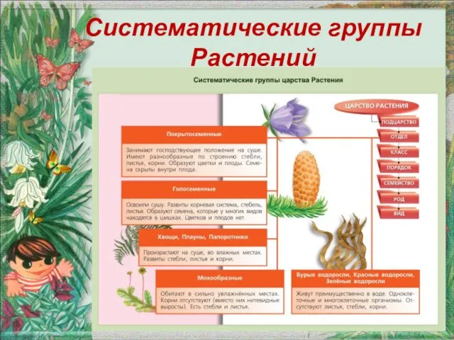 Систематические группы Растений