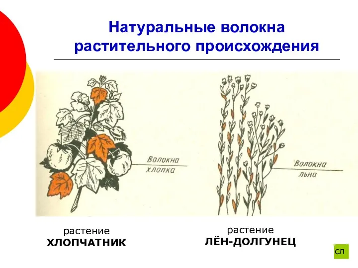 Натуральные волокна растительного происхождения растение ХЛОПЧАТНИК растение ЛЁН-ДОЛГУНЕЦ сл