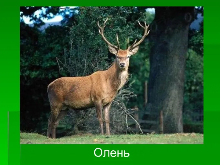 Олень