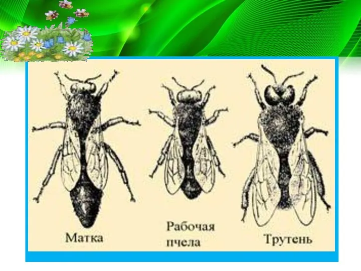 У насекомых наблюдается и партеногенез. Так, у общественных перепончатокрылых партеногенетические