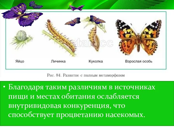 Благодаря таким различиям в источниках пищи и местах обитания ослабляется внутривидовая конкуренция, что способствует процветанию насекомых.