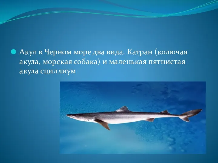 Акул в Черном море два вида. Катран (колючая акула, морская собака) и маленькая пятнистая акула сциллиум