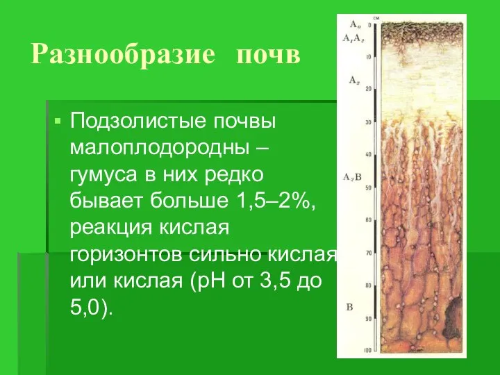 Разнообразие почв Подзолистые почвы малоплодородны – гумуса в них редко бывает больше 1,5–2%,
