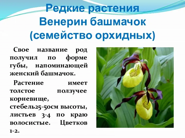 Редкие растения Венерин башмачок (семейство орхидных) Свое название род получил