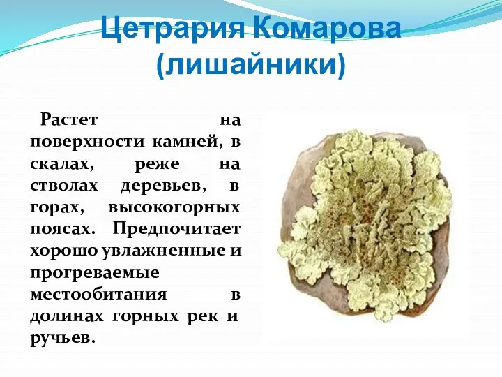 Цетрария Комарова (лишайники) Растет на поверхности камней, в скалах, реже