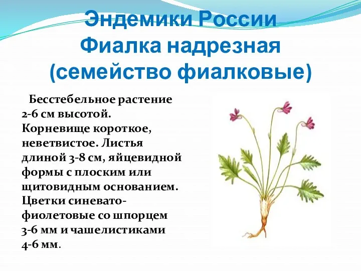 Эндемики России Фиалка надрезная(семейство фиалковые) Бесстебельное растение 2-6 см высотой. Корневище короткое, неветвистое.