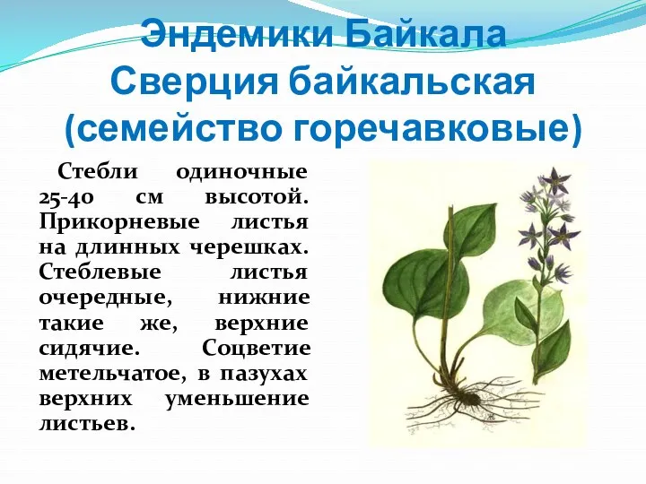 Эндемики Байкала Сверция байкальская (семейство горечавковые) Стебли одиночные 25-40 см