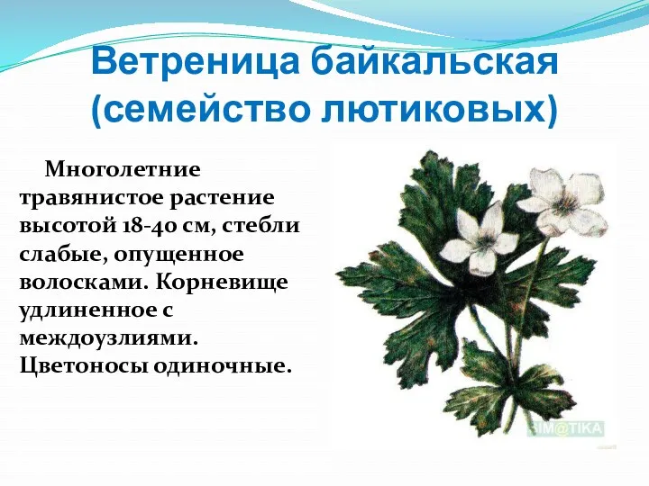 Ветреница байкальская (семейство лютиковых) Многолетние травянистое растение высотой 18-40 см,