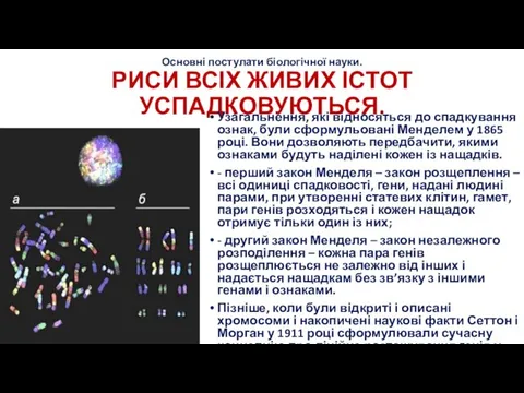 Основні постулати біологічної науки. РИСИ ВСІХ ЖИВИХ ІСТОТ УСПАДКОВУЮТЬСЯ. Узагальнення, які відносяться до