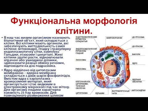 Функціональна морфологія клітини. В наш час живим організмом називають біологічний об’єкт, який складається