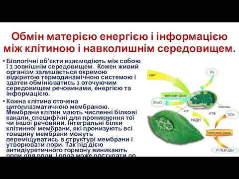 Обмін матерією енергією і інформацією між клітиною і навколишнім середовищем. Біологічні об’єкти взаємодіють