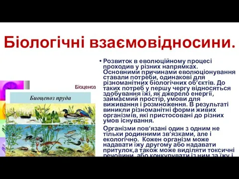 Біологічні взаємовідносини. Розвиток в еволюційному процесі проходив у різних напрямках. Основними причинами еволюціонування