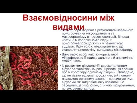 Взаємовідносини між видами Мікрофлора людини є результатом взаємного пристосування мікроорганізмів та макроорганізму в