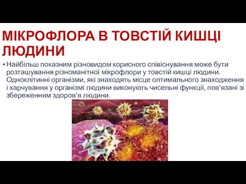 МІКРОФЛОРА В ТОВСТІЙ КИШЦІ ЛЮДИНИ Найбільш показним різновидом корисного співіснування може бути розташування