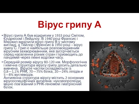 Вірус грипу А Вірус грипу А був відкритим у 1933 році Смітом, Єндрюсом