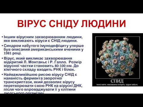 ВІРУС СНІДУ ЛЮДИНИ Іншим вірусним захворюванням людини, яке викликають віруси є СНІД людини.