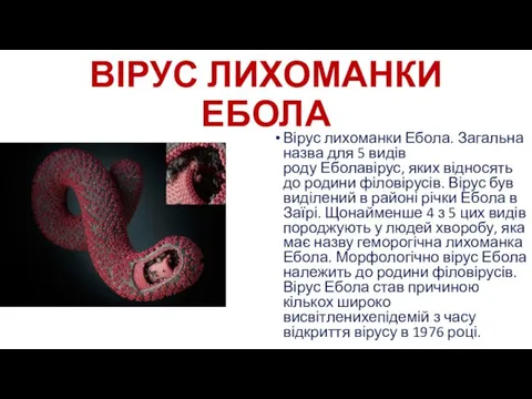 ВІРУС ЛИХОМАНКИ ЕБОЛА Вірус лихоманки Ебола. Загальна назва для 5 видів роду Еболавірус,