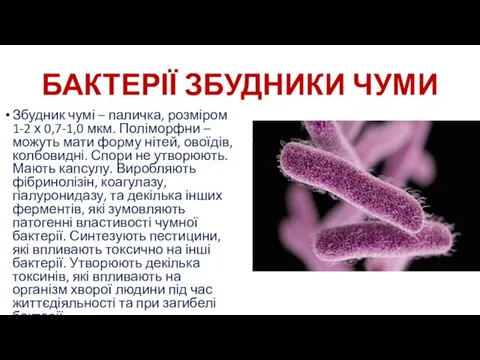 БАКТЕРІЇ ЗБУДНИКИ ЧУМИ Збудник чумі – паличка, розміром 1-2 х 0,7-1,0 мкм. Поліморфни