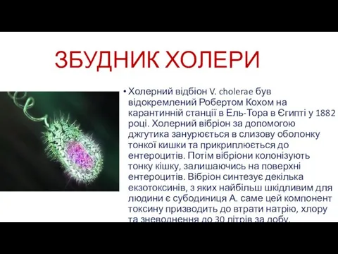 ЗБУДНИК ХОЛЕРИ Холерний відбіон V. cholerae був відокремлений Робертом Кохом на карантинній станції