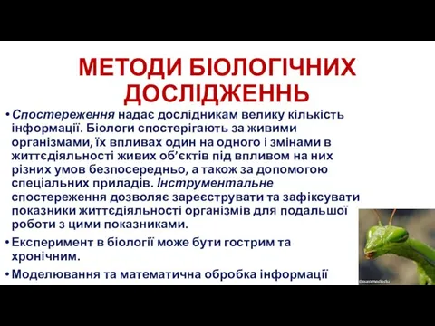 МЕТОДИ БІОЛОГІЧНИХ ДОСЛІДЖЕННЬ Спостереження надає дослідникам велику кількість інформації. Біологи спостерігають за живими