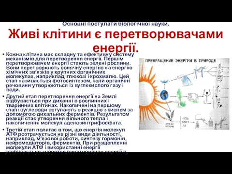 Основні постулати біологічної науки. Живі клітини є перетворювачами енергії. Кожна клітина має складну