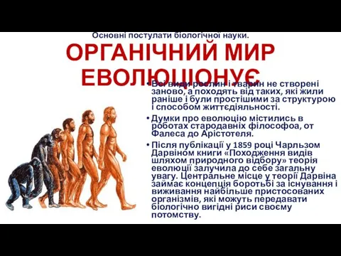 Основні постулати біологічної науки. ОРГАНІЧНИЙ МИР ЕВОЛЮЦІОНУЄ Всі види рослин і тварин не