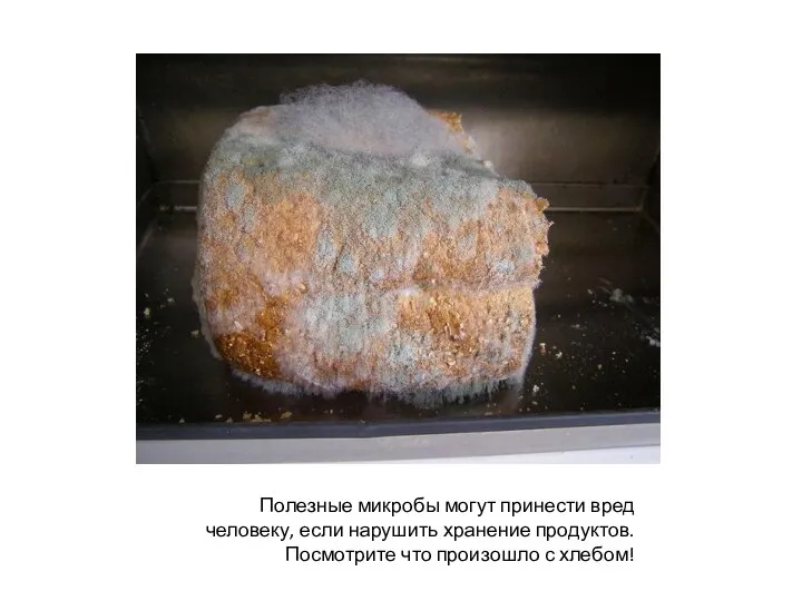 Полезные микробы могут принести вред человеку, если нарушить хранение продуктов. Посмотрите что произошло с хлебом!