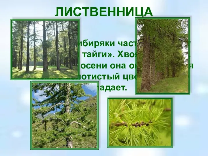 ЛИСТВЕННИЦА Это дерево сибиряки часто величают «Королевой тайги». Хвоя его