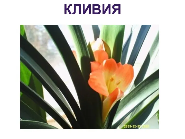 кливия