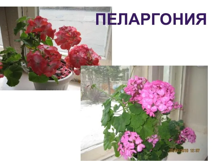 Пеларгония