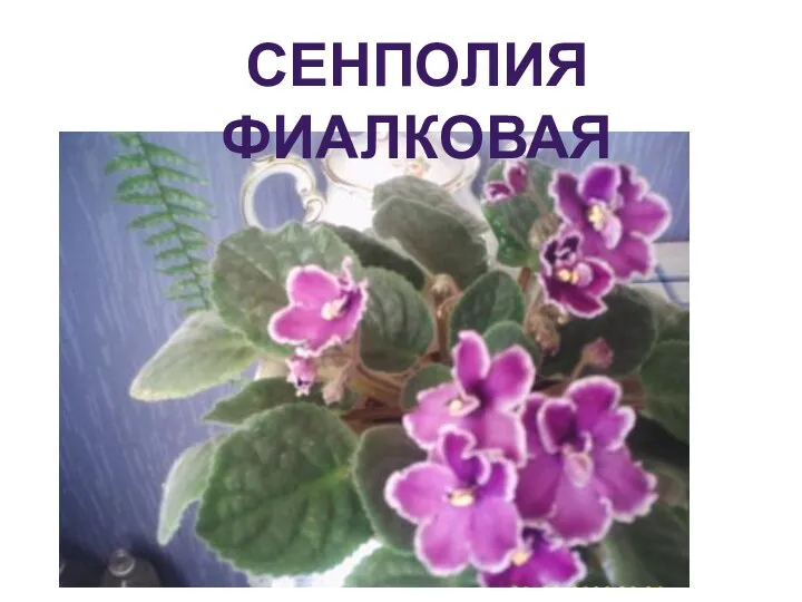 Сенполия Фиалковая