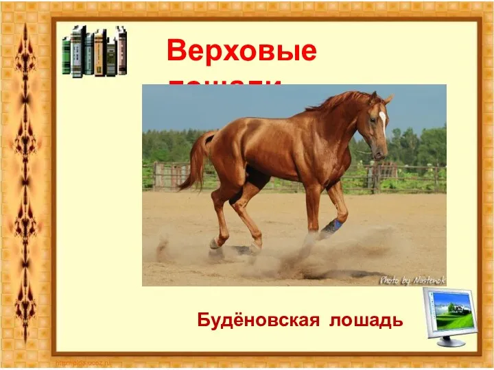 Верховые лошади Будёновская лошадь