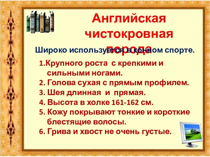 Английская чистокровная порода Широко используется в конном спорте. 1.Крупного роста