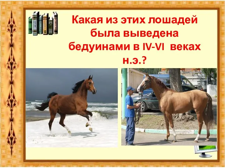 Какая из этих лошадей была выведена бедуинами в IV-VI веках н.э.?
