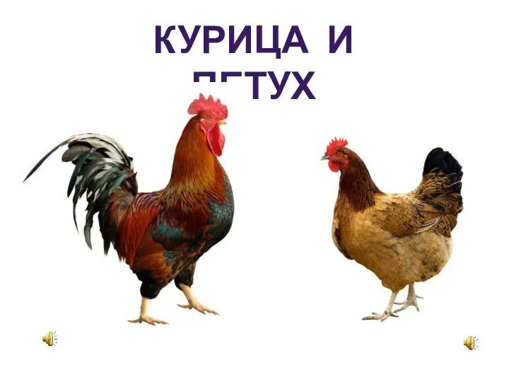 Курица и петух