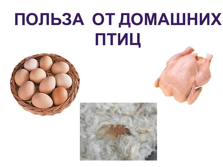 Польза от домашних птиц