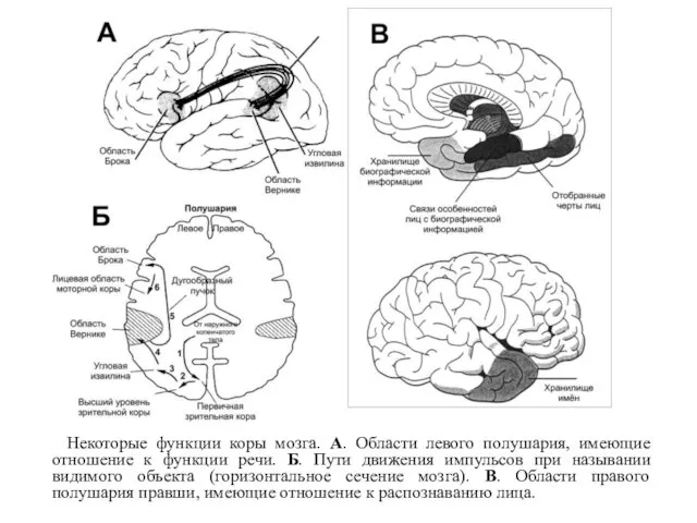 Некоторые функции коры мозга. А. Области левого полушария, имеющие отношение