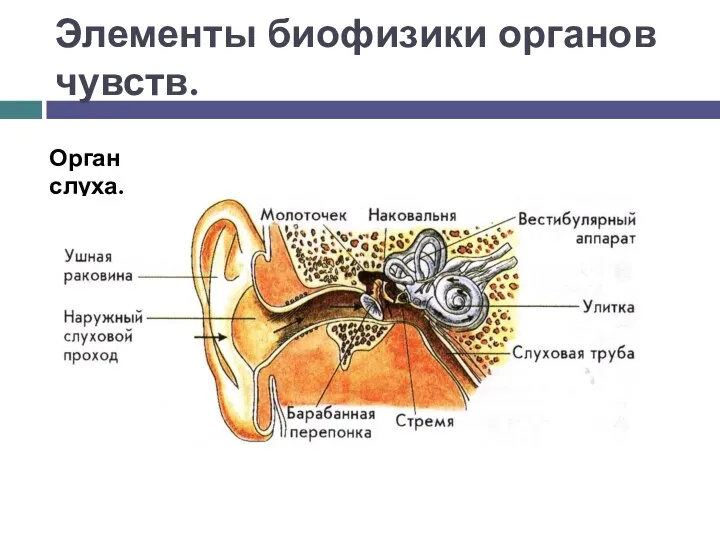 Элементы биофизики органов чувств. Орган слуха.