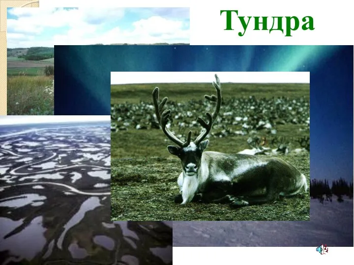 Тундра