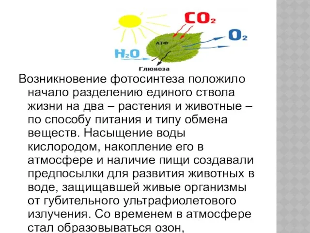 Возникновение фотосинтеза положило начало разделению единого ствола жизни на два