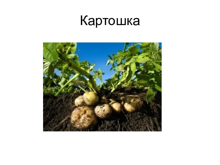 Картошка