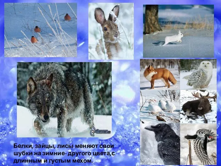 Белки, зайцы, лисы меняют свои шубки на зимние- другого цвета,с длинным и густым мехом.