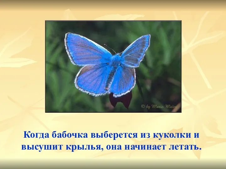 Когда бабочка выберется из куколки и высушит крылья, она начинает летать.
