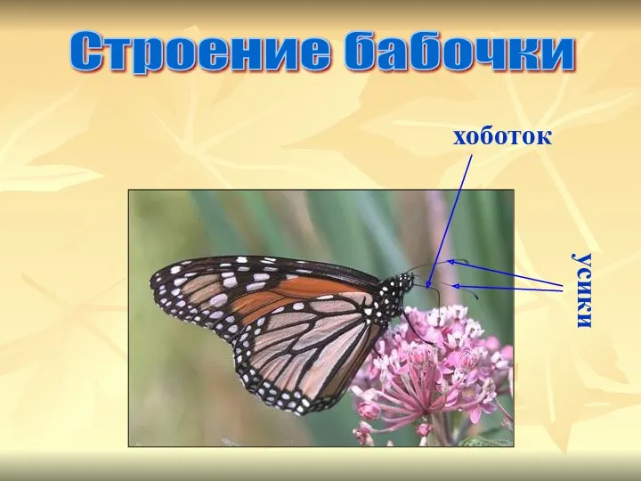 Строение бабочки хоботок усики