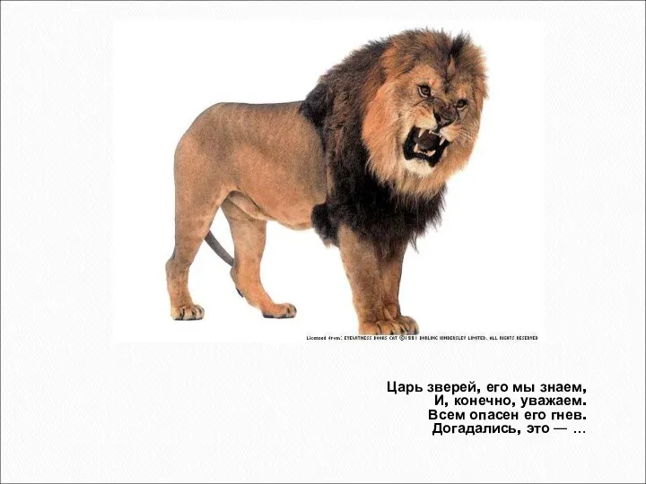 Царь зверей, его мы знаем, И, конечно, уважаем. Всем опасен его гнев. Догадались, это — …