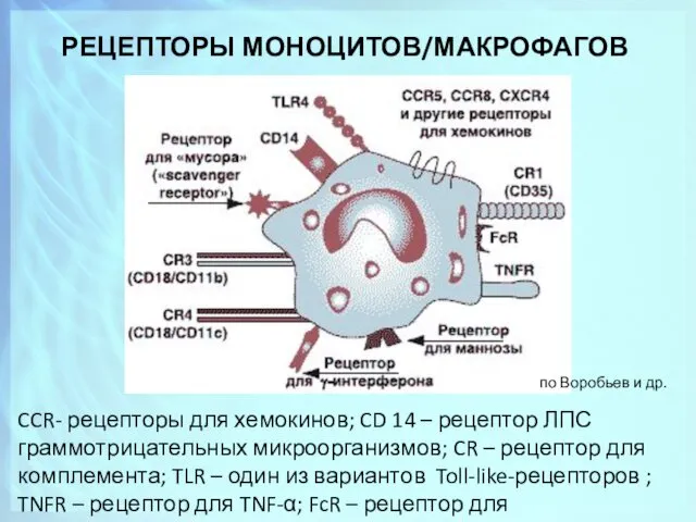 РЕЦЕПТОРЫ МОНОЦИТОВ/МАКРОФАГОВ CCR- рецепторы для хемокинов; CD 14 – рецептор