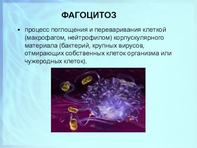 ФАГОЦИТОЗ процесс поглощения и переваривания клеткой (макрофагом, нейтрофилом) корпускулярного материала