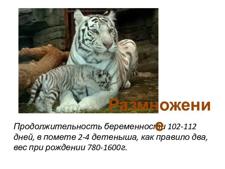 Продолжительность беременности 102-112 дней, в помете 2-4 детеныша, как правило два, вес при рождении 780-1600г. Размножение