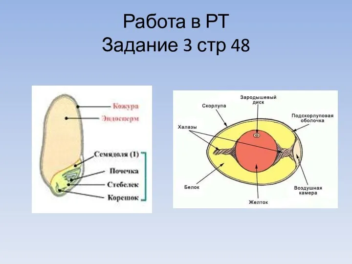 Работа в РТ Задание 3 стр 48